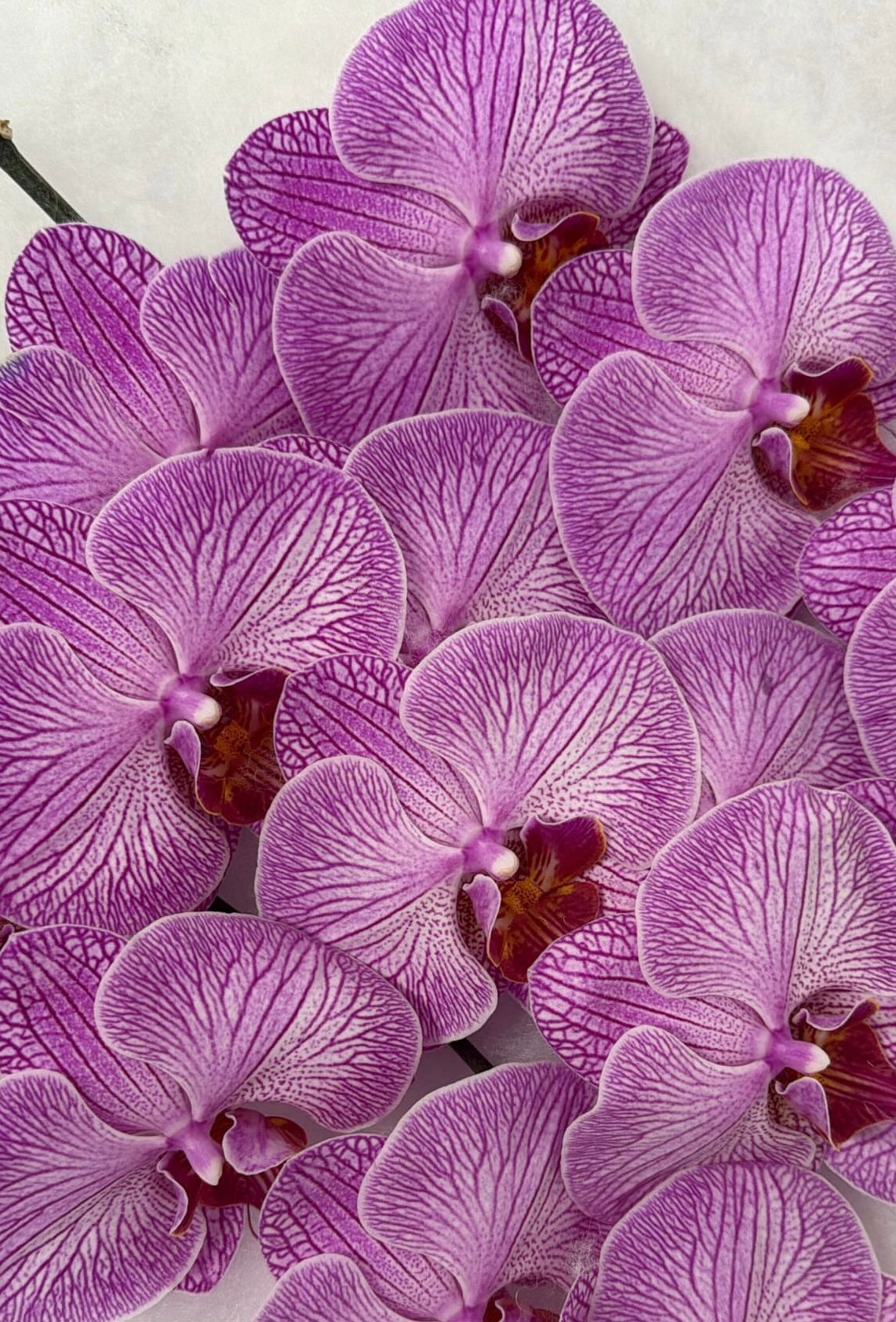 Dressed Orchid